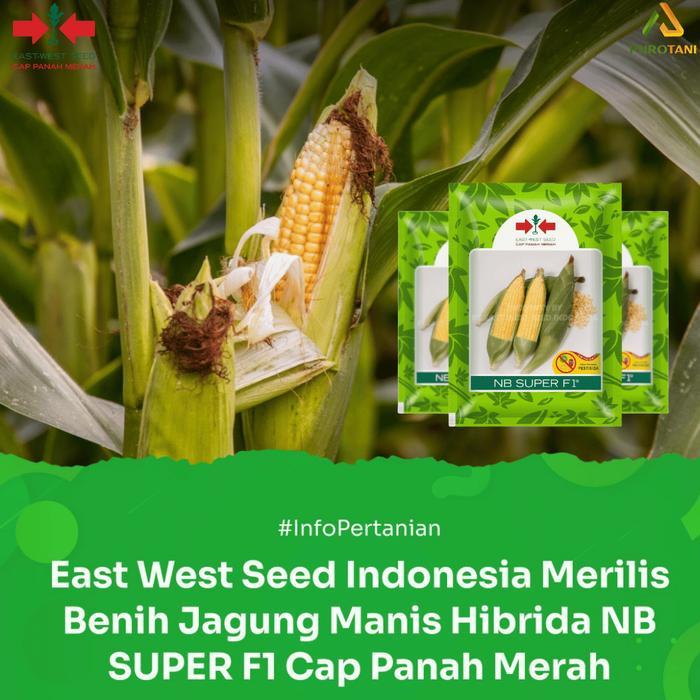 Puro Benih Jagung Manis Nb super F1 panah merah Cap PanahMerah - Jagung NBSUPER Tanaman
