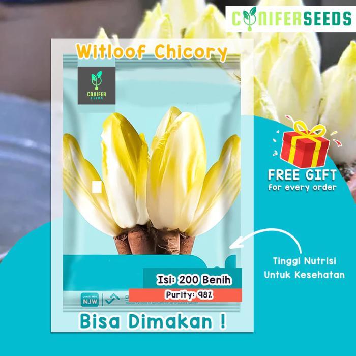 Mantabetul Benih Witloof Chicory Belgian Endive