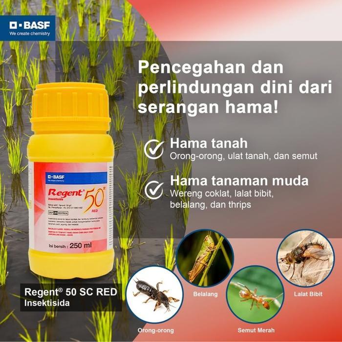 Puro Insektisida Regent 50 SC Obat Semut Pembasmi Rayap Ulat Obat Semut Regent 50SC SPECIALKF564