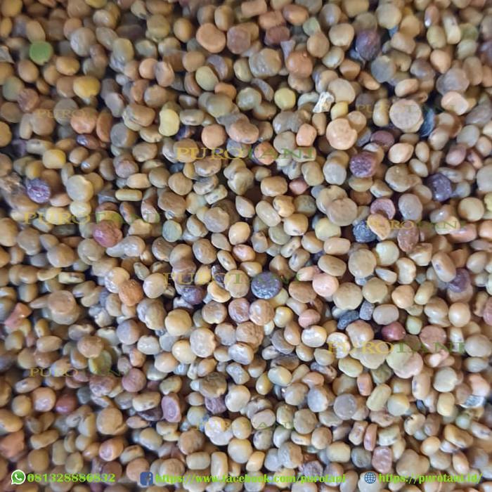 Puro Benih Indigofera 1Kg Benih Bibit pakan ternak kambing Indigofera TERBATASME528