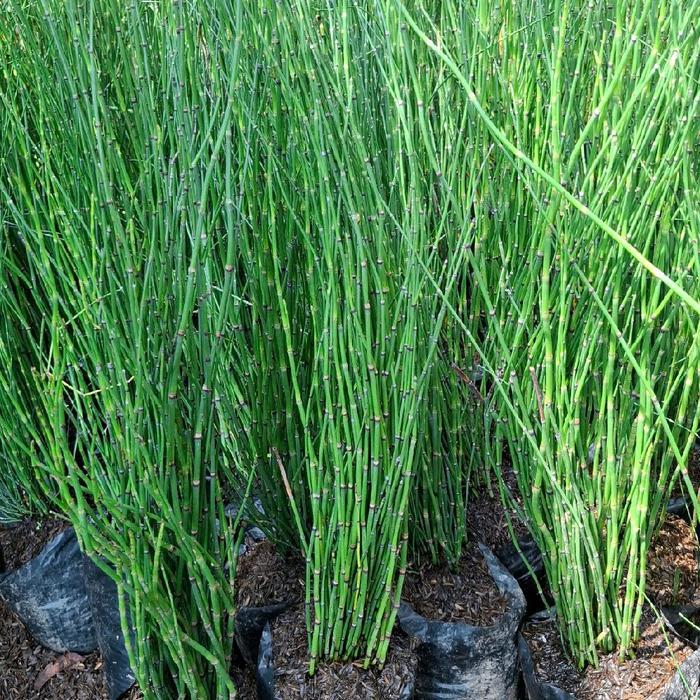 Lubis Gardening Tanaman Hias Bambu Air / Pohon Bambu Air Artificial