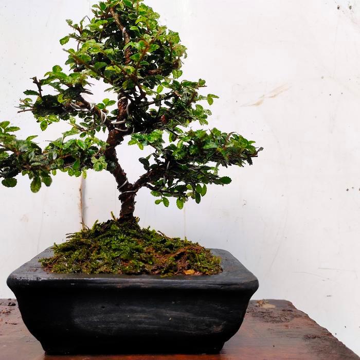 Bonsai Mame Ulmus Super Mikro Sudah Pakai Pot