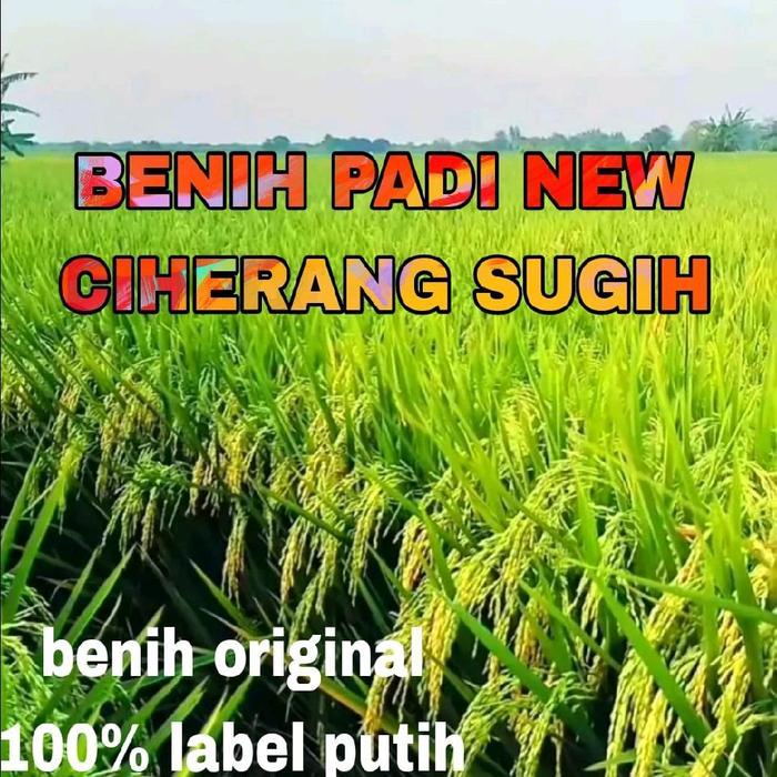 Lubis Gardening Benih Padi 1Kg Ciherang Sugih Berkwalitas Label Putih Ori
