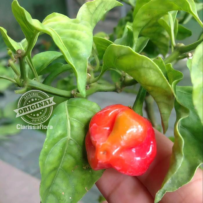 Gardening Mikha Tanaman Cabai Rawit Katokkon / Pohon Cabe Rawit Katokkon