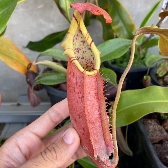 Chantelna_ Kantong Semar/Nepenthes Northiana X Veitchii