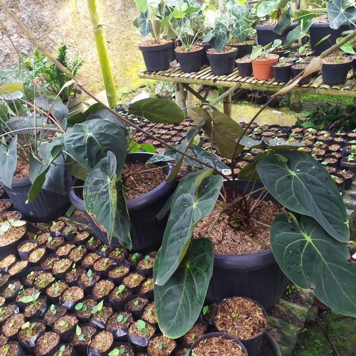 Anthurium Ace Of Spades