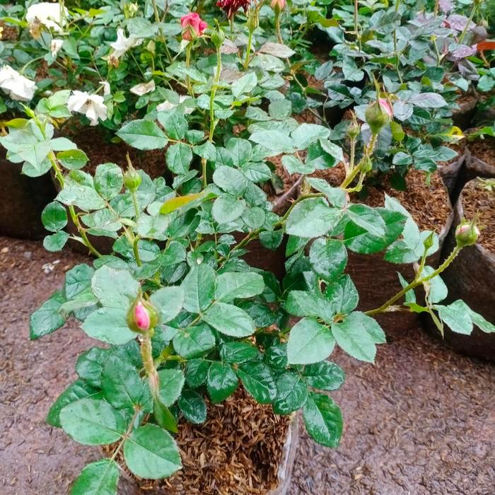 Mawar Minion Tanaman