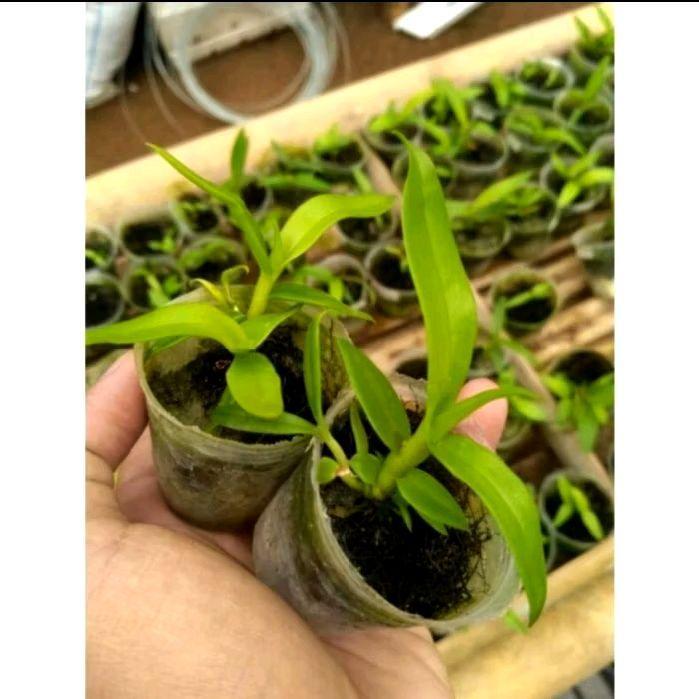 Lubis Gardening Tanaman Hias Hidup Anggrek Bulan White Pink - Bibit Bunga Anggrek - Anggrek Import