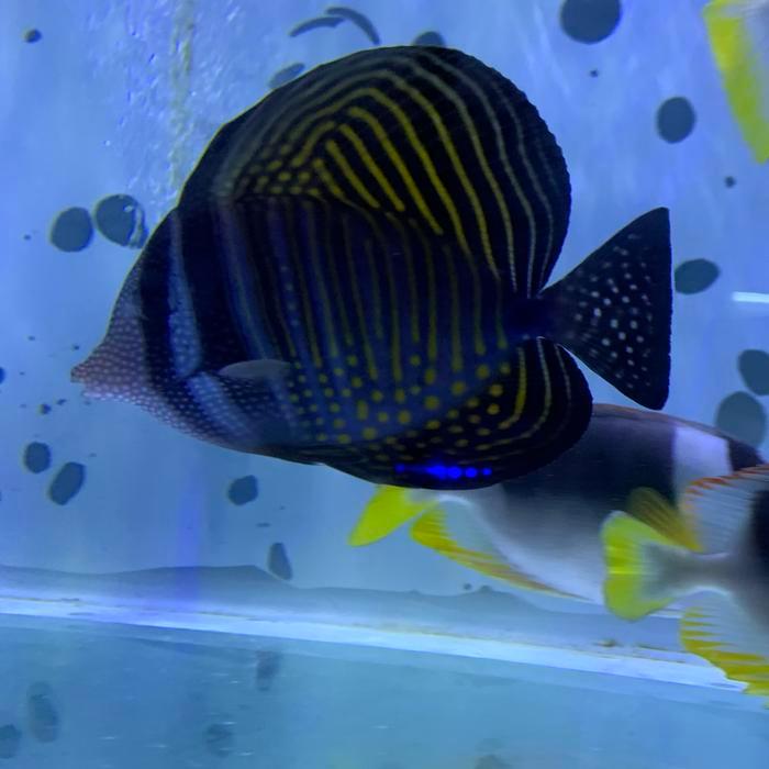 Ikan Hias Air Laut Keranjang Padang Asli