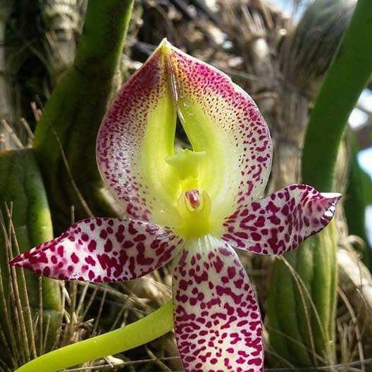 IFY (IMPORT) ANGGREK BULBOPHYLLUM MACRANTHUM TERMURAH TERLARIS