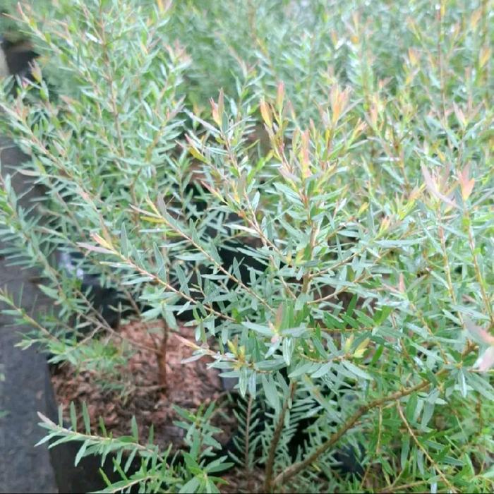 Mantabetul Tanaman Kayu Putih Mini (Eucalyptus Micro)-Pohon Minyak Kayu Putih