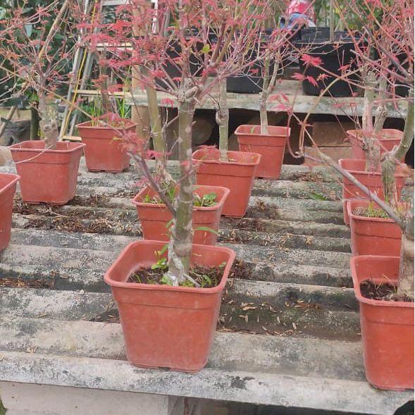 Mantabetul Tanaman Hias Red Maple/Pohon Red Maple