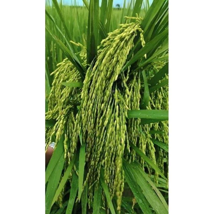 Digazsin_ Sembada Benih Padi Hibrida 168 Varietas Unggulan 1 Kg Untuk Hasil Panen Optimal Dengan