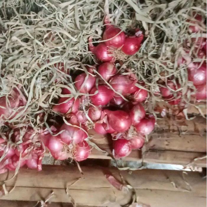 Chantelna_ Bibit Bawang Merah Siap Tanam 1Kg Benih Bawang Merah Garut