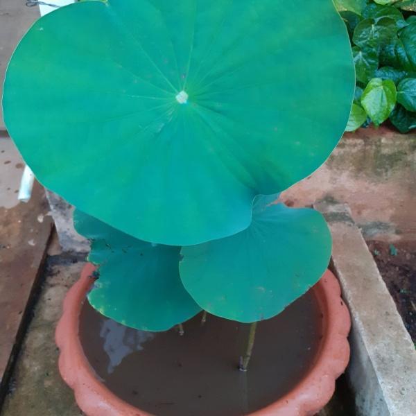 CLARIS Pot Bunga TERATAI Besar Coklat 5512