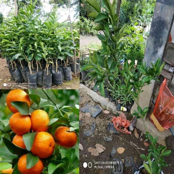 New Bibit Pohon Jeruk Santang Madu 1 Meter Siap Berbuah