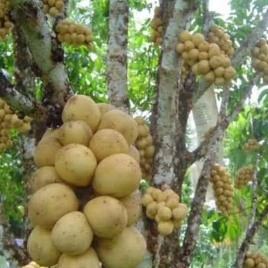 New Bibit Tanaman Duku Longkong Tanpa Biji