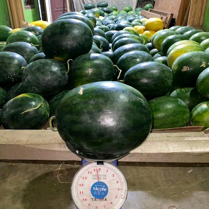 Mrono_Mrene Benih Bibit Semangka Non Biji Platinum F1 (Tipe Lonjong Oval, Jumbo Dan Tahan Virus) Isi
