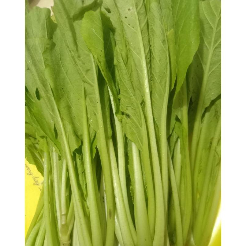 Mrono_Mrene Benih Caisim Sawi Manis Jumbo 100 Gram Urban Farming Unggul Lebat Panen Melimpah