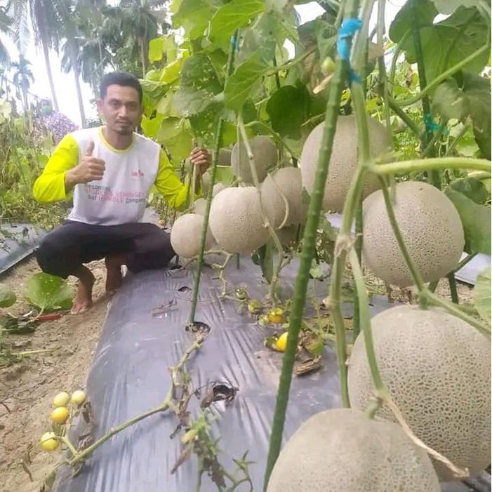 Thejaguar1 Benih Bibit Melon Aiko F1 500 Butir Se Tipe Delon 65 F1 Tahan Virus, Perawatan Mudah Dan