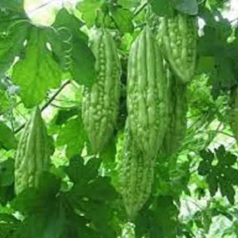 Mantabetul Paket 4 Jenis Benih Pare Unggul Pare Hijau, Putih, Pare Apel, & Pare Belut