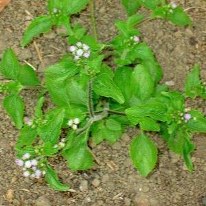 Herbisida Rumpas 120Ew 100 Ml Pembasmi Gulma Rumput Liar Selektif Tanaman Sayur Buah Hortikultura