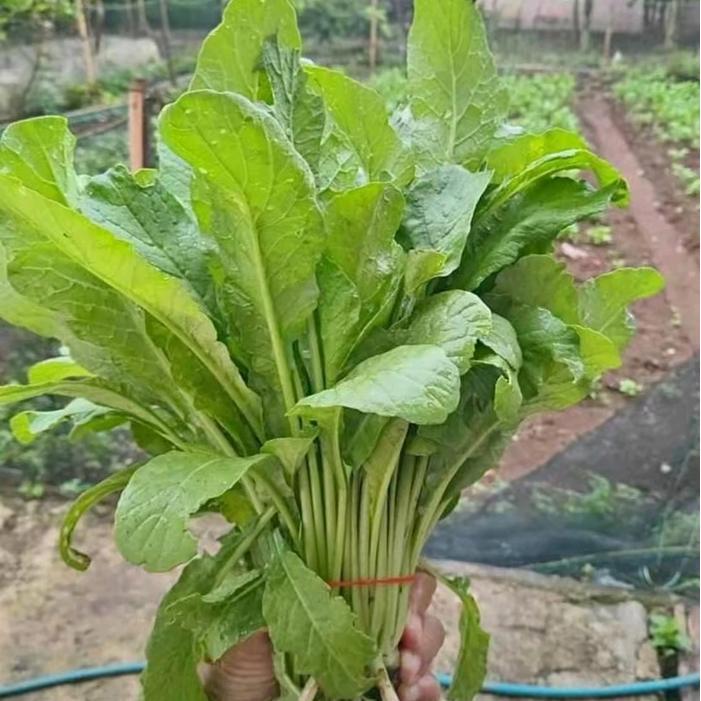 Lubis Gardening Benih Biji Lobak Lobak Daun Isi (5000 Butir), Bibit Lobak Daun Lalap