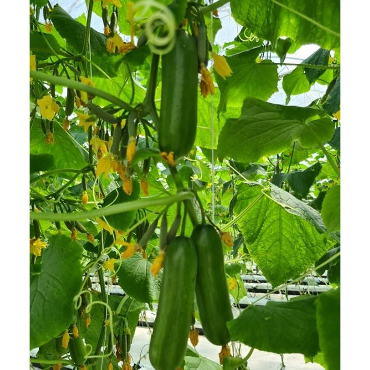 Mrono_Mrene Benih Timun Jepang Hibrida Kyuri Aladdin F1 40 Seed Known You Seed Kys Unggul Lebat