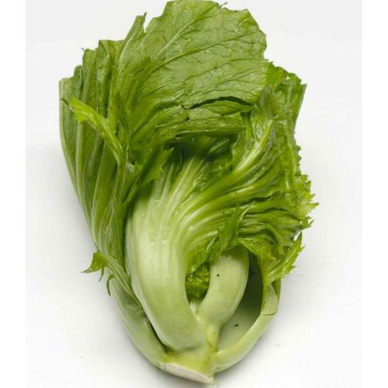 Thejaguar1 Benih Sawi Pahit Glory 20 Gram Mustard Sawi Bulat Cap Known You Seed Unggul Vigor Mudah