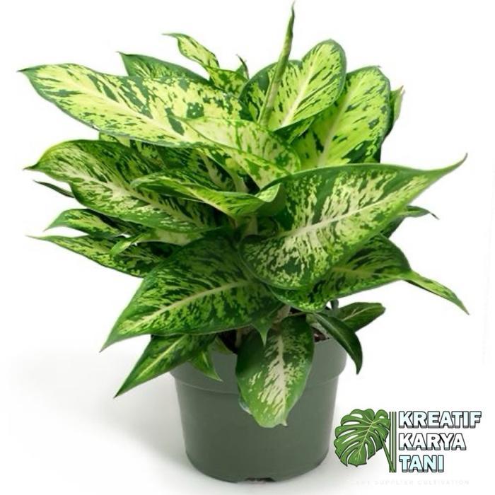 Mantabetul Tanaman Hias Aglonema Sparkle - Tanaman Aglonema Sparkle