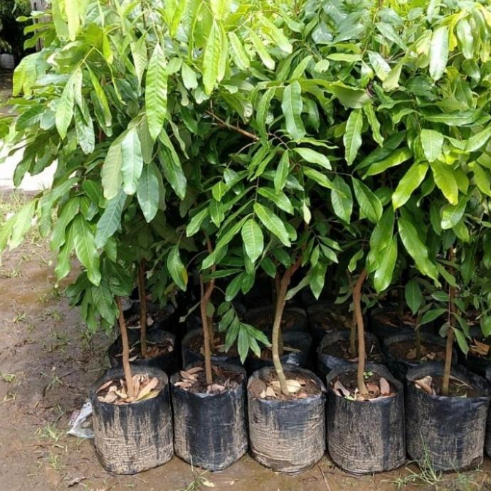 Bibit Kelengkeng New Kristal Unggul