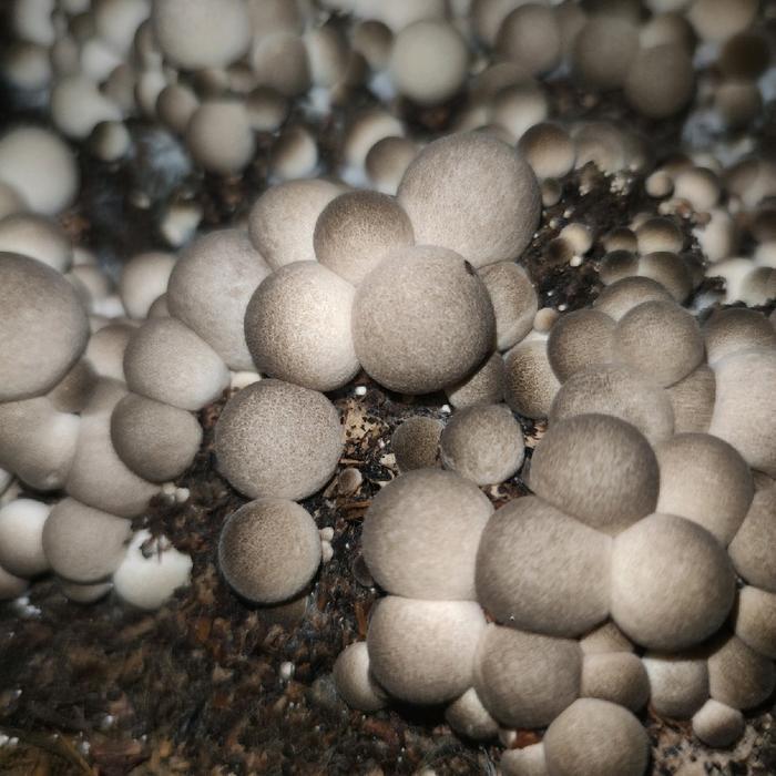 Lubis Gardening Bibit Jamur Merang Putih Unggulan 10 Baglog