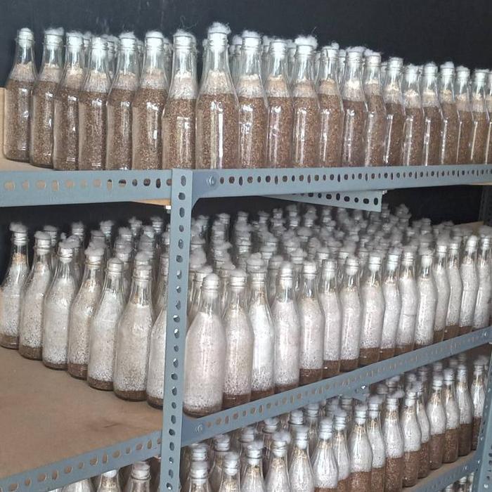 Thejaguar1 Bibit F1 Jamur Tiram Putih Benih Tanam Media Serbuk Kayu Dedak Padi Dan Jagung Sayur Siap