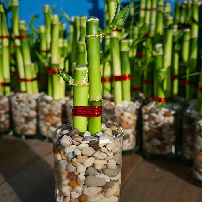 Chantelna_ Paket 3 Batang Bambu Hoki - Lucky Bamboo + Vas Kaca + Batu