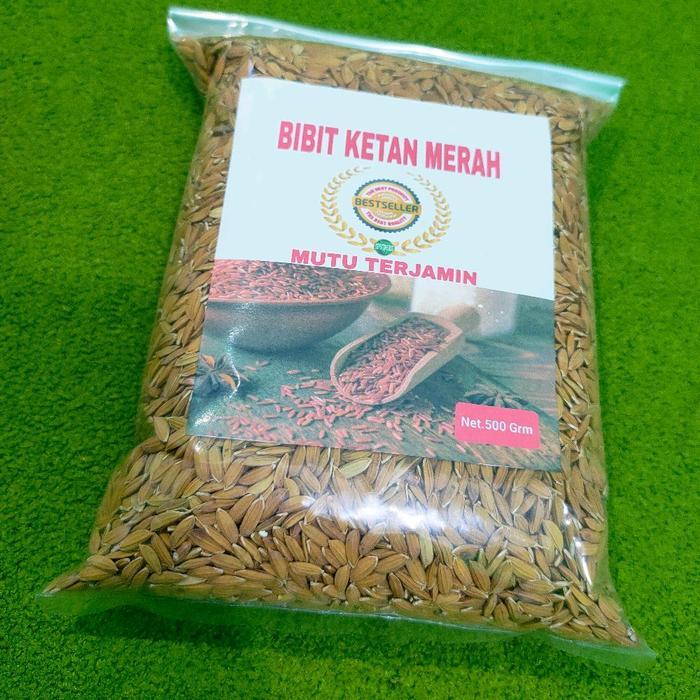 Gardening Mikha Benih Padi Ketan Merah Super Unggul