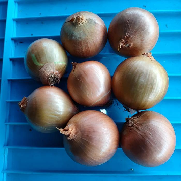 p48c- Bawang Bombay 1Kg - Bombay 1/2 Kg - Bawang Bombay 1/4 Kg