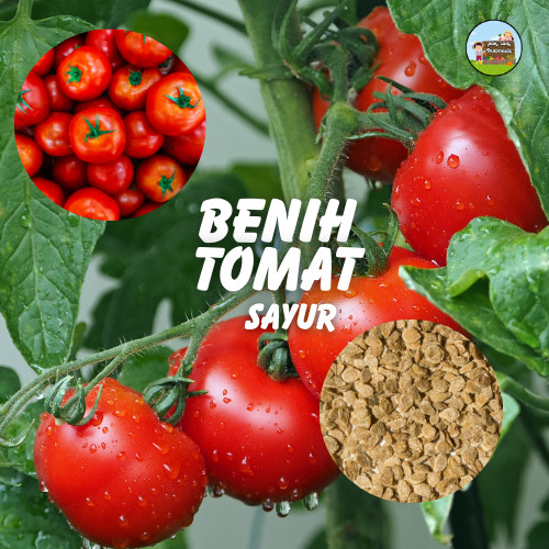 TERLARIS BENIH TOMAT - biji / bibit BENIH VIRAL BERKEBUN - benih tomat sayur - tomat sayur