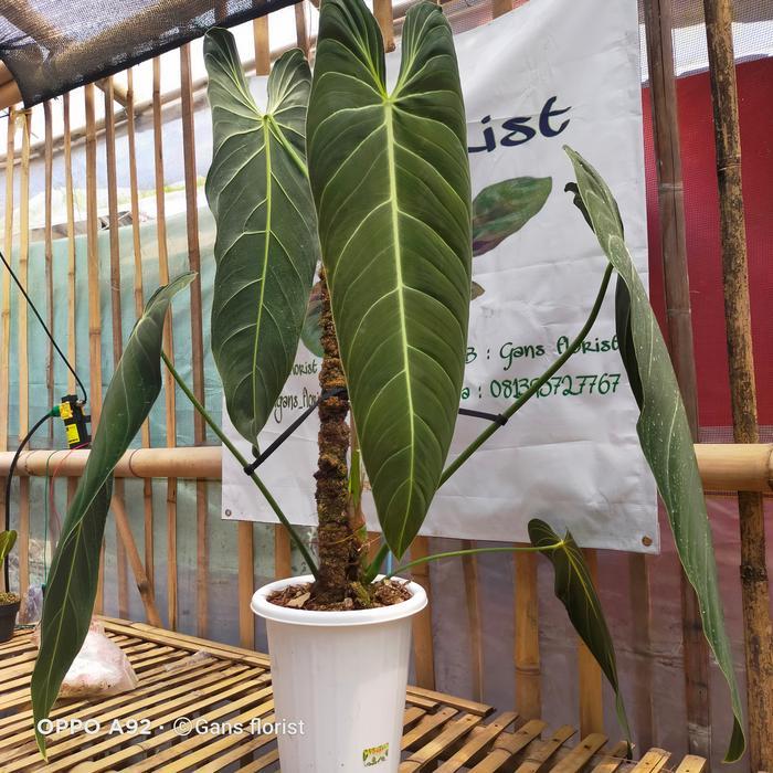 philodendron melanochrysum narrow form