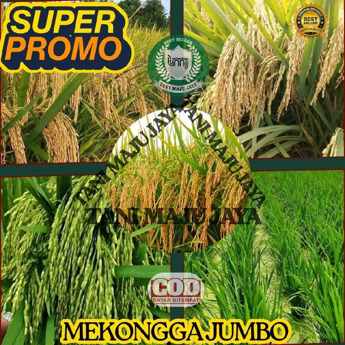 Chantelna_ Super 10 Kg Bibit Padi Benih Padi Unggul Varietas Mekongga Jumbo Kemasan 5 Kg Pupuk