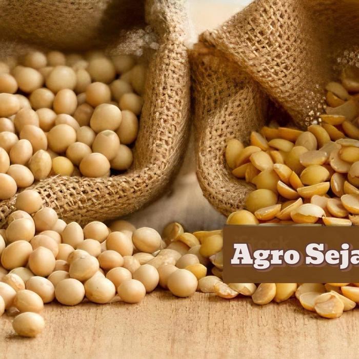 Mrono_Mrene Benih/Bibit Alpukat Aligator (Bbt Alpukat Aligator)