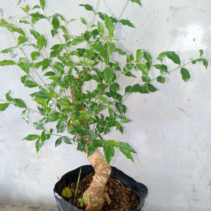 Thejaguar1 Artificial Bonggol Sakura Mikro Ukuran Tinggi 20Cm Dekorasi Rumah