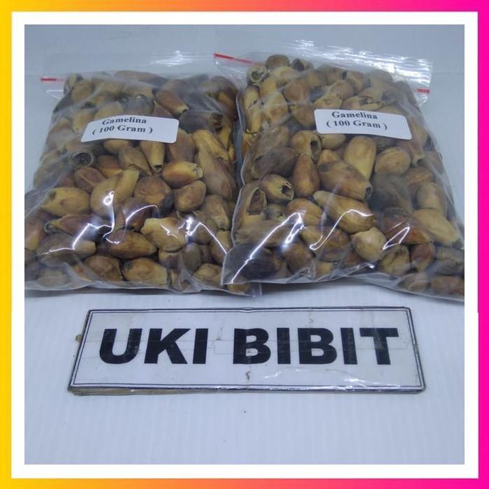 Mantabetul ( 100 Gram ) Benih Biji Jati Putih Gmelina Arborea Linn.