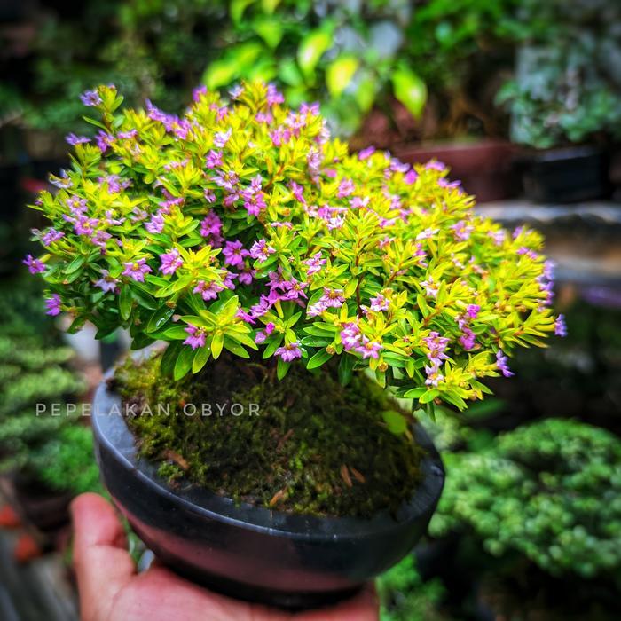 Bonsai Mini Taiwan Super Micro Sudah Berbunga Plus Pot Batu Bonsai Id Cuphea Micro
