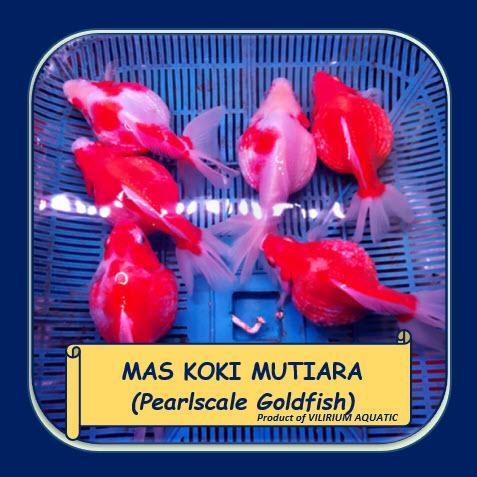 k1xp- Ikan Hias Air Tawar - Mas Koki Mutiara