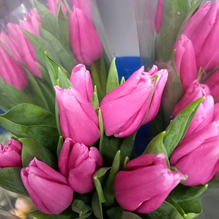 j6p4- Bunga Tulip / Bunga Tulip Segar Asli / Bunga Tulip Fresh