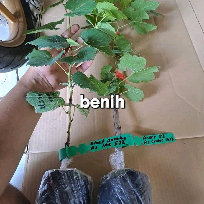 Thejaguar1 Benih Anggur Import Rs Import ( Iac,So4,1613C )