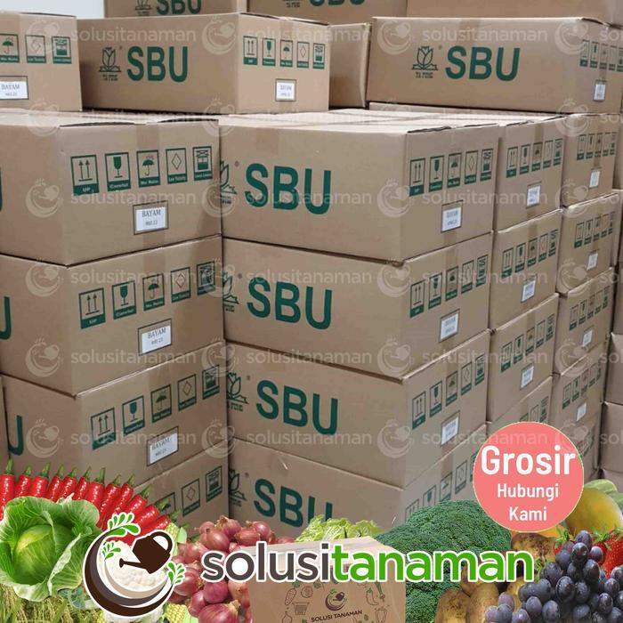 Thejaguar1 Benih Kailan Chinese Kale Winsa Sharp Leaf 20Gr (5.650 Biji) Bibit Kailan Winsa Benih