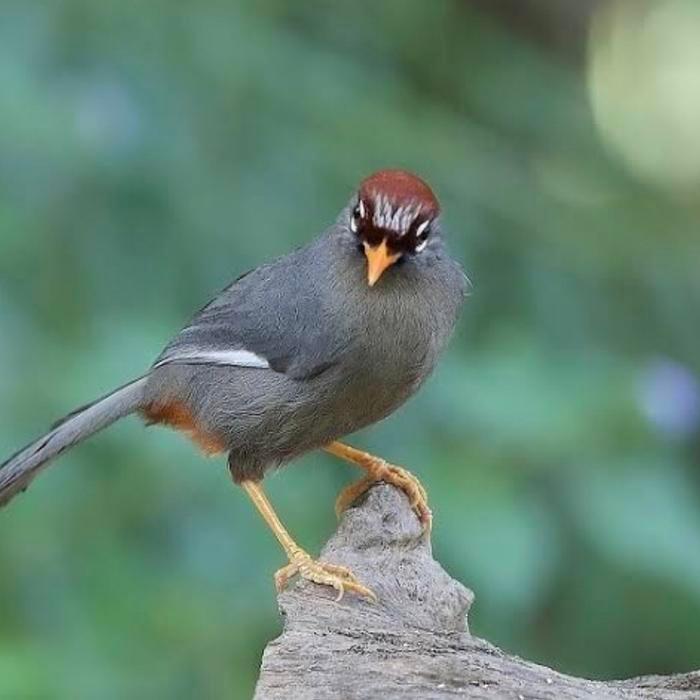 Poksay Mandarin Ori Smtr