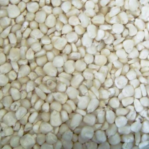 Mantabetul Benih Biji Jagung Putih Jagung Pulut Putih