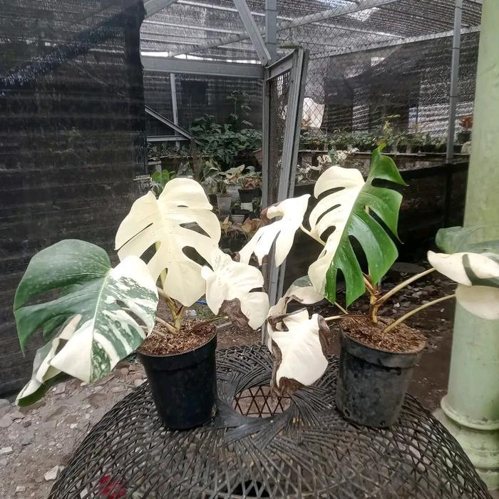 Monstera Variegata Ekonomis